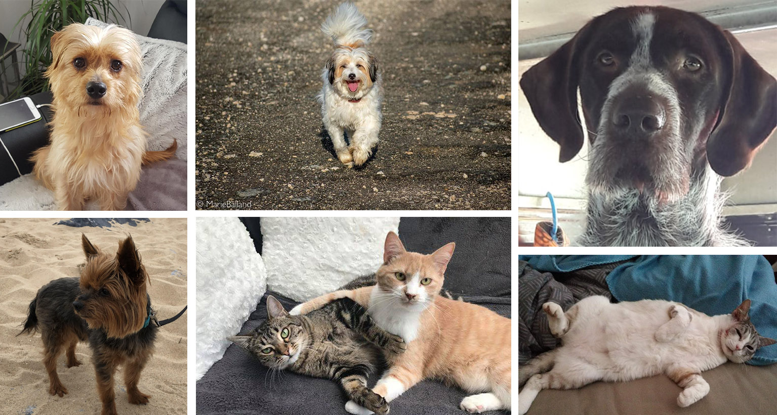 Nos adopté dans leurs familles