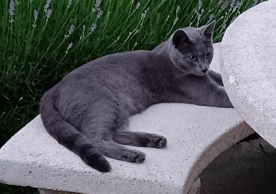 Jerry