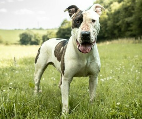 Tayson