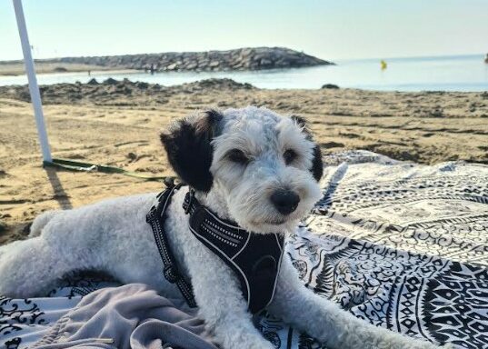 Des nouvelles de Milou