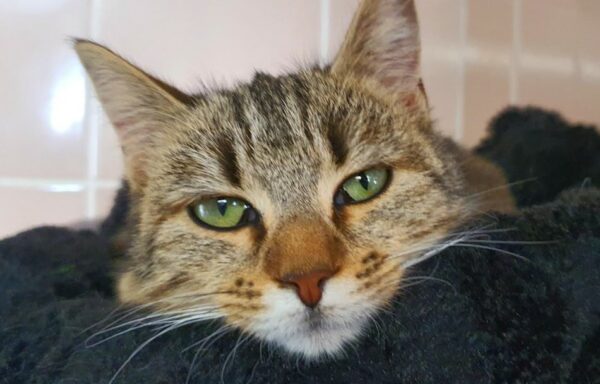 Millie – Adoptée