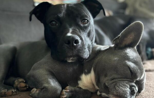 Darko