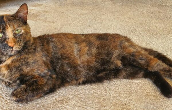 Kitty