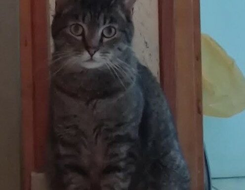 Marley