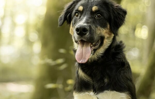Koda