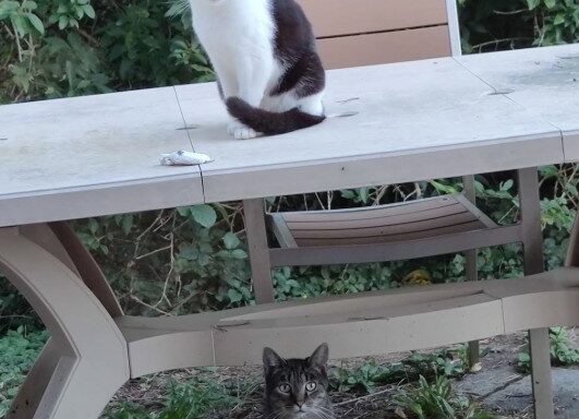 Des nouvelles de Missy et Marley
