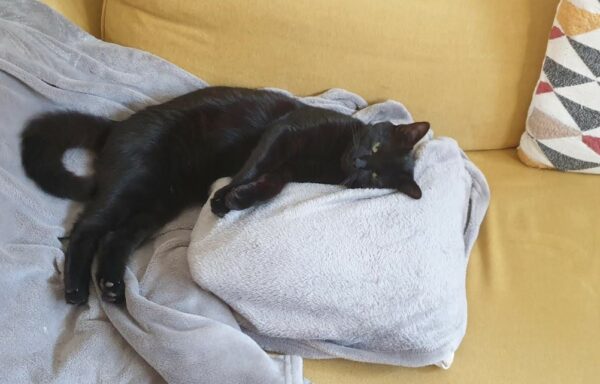 Onyx