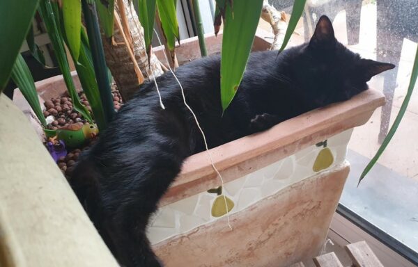 Onyx