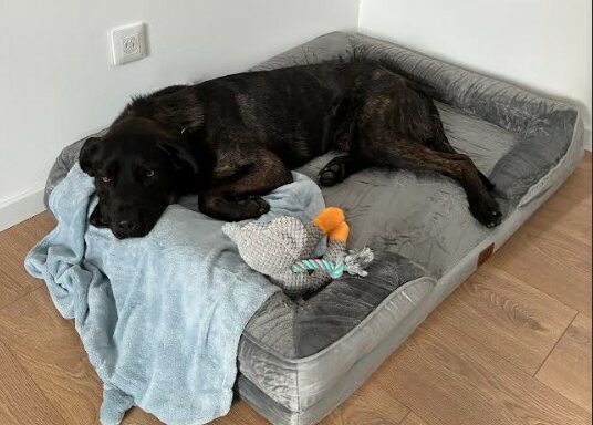 Oscar