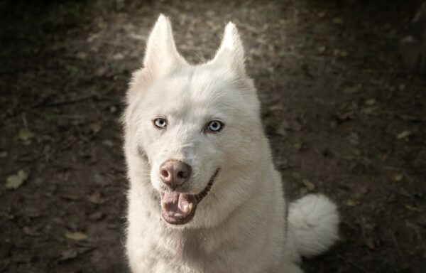 Mayka