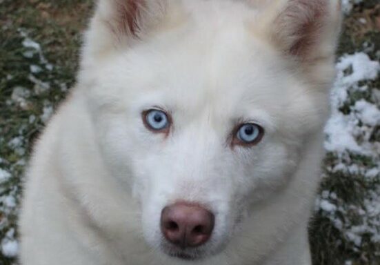 Mayka