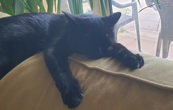 Onyx