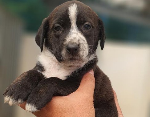 Lila