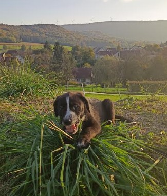 Lila