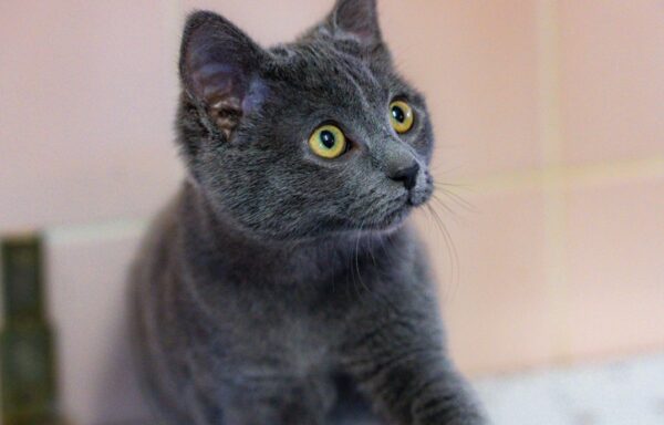 Souricette – Réservée