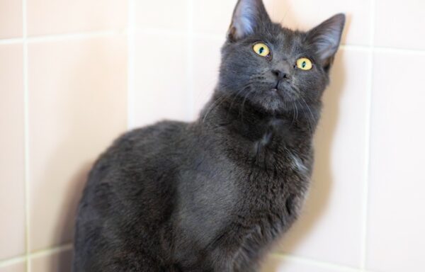 Shana – Réservée