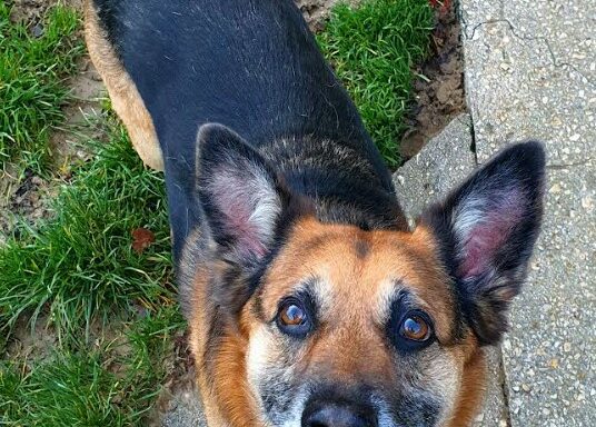 Sweety – « Opération doyen 30 millions d&rsquo;amis »