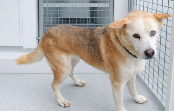 Thalya-« Opération doyen 30 millions d&rsquo;amis »