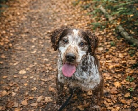 Joé- « Opération doyen 30 millions d&rsquo;amis »