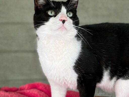 Figaro