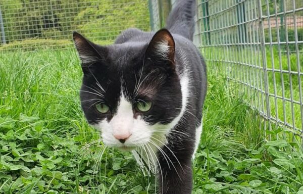 Figaro