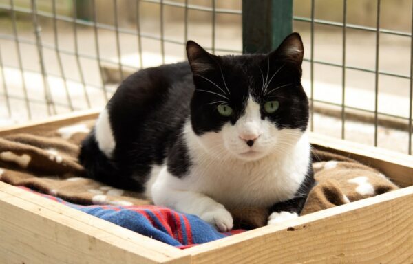 Figaro