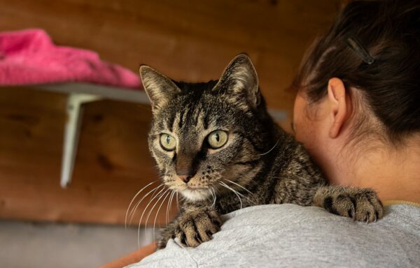 Urgent: Gattino -« Opération doyen 30 millions d&rsquo;amis »