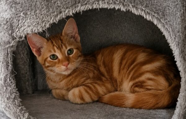 Simba – Chaton