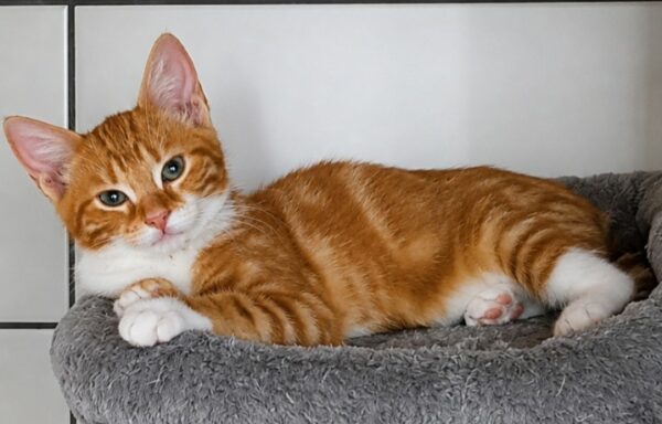 Lolita – Chaton