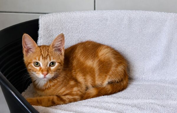 Olympe – Chaton