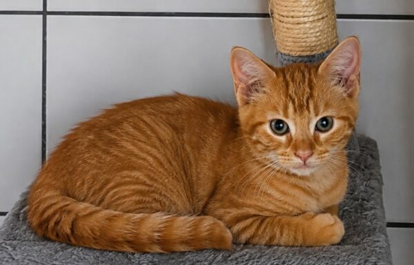 Roméo – Chaton- Adopté
