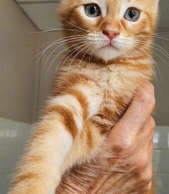 Olympe – Chaton