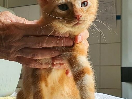 Simba – Chaton