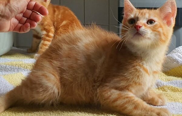 Nala – Chaton