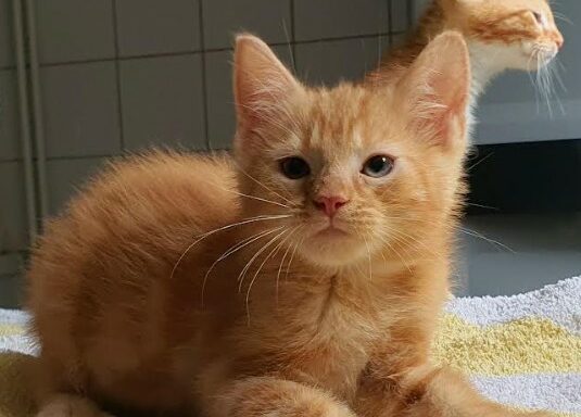 Roméo – Chaton