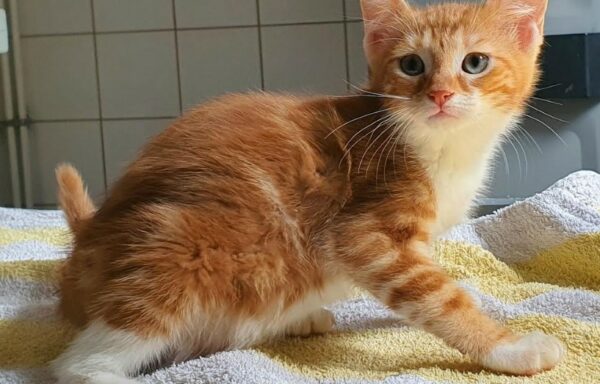 Lolita – Chaton