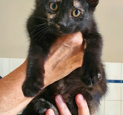 Sasha – Chaton