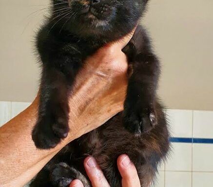Sasha – Chaton