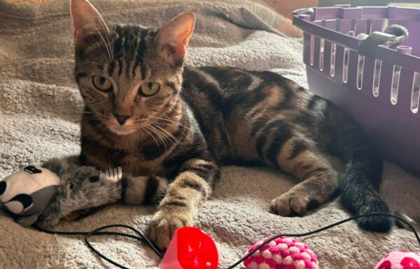 Cerise